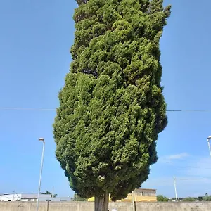 L'albero Mazara del Vallo